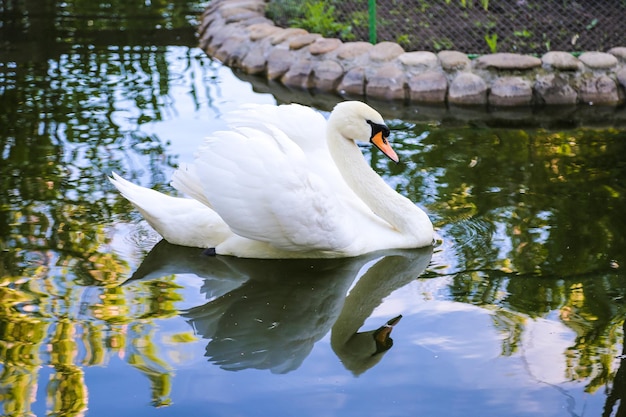 White swan in the pond