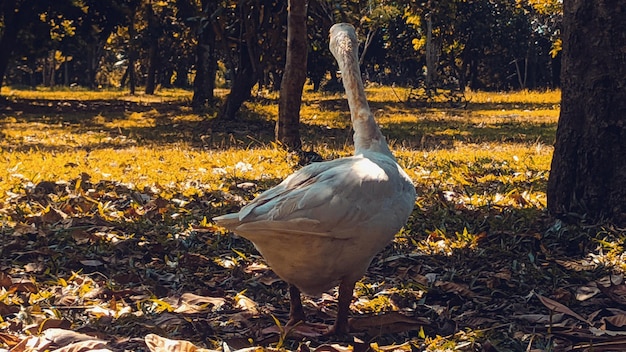 White swan rear view in the garden