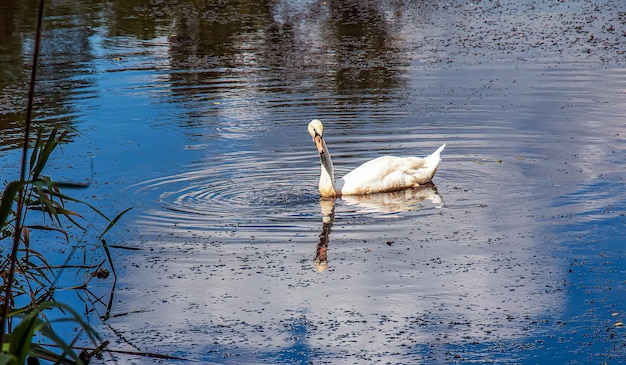 White swan on the river Reflections on the surface of the water