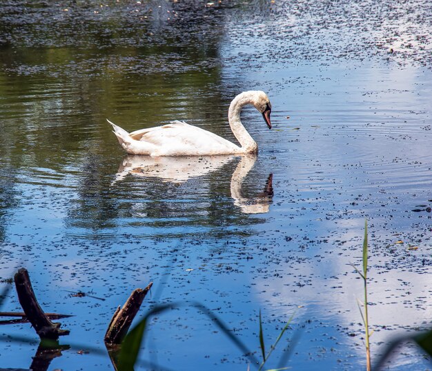 White swan on the river Reflections on the surface of the water