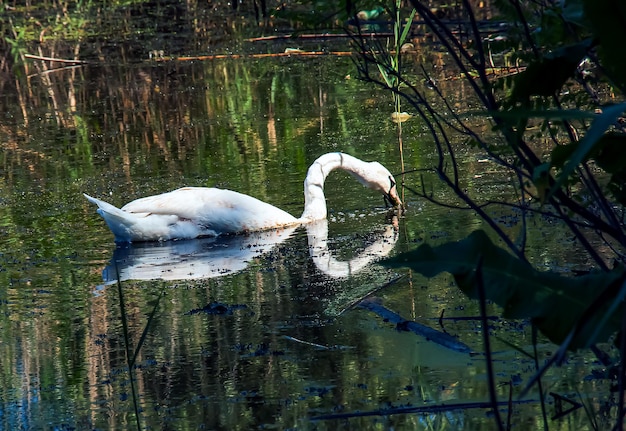 White swan on the river Reflections on the surface of the water