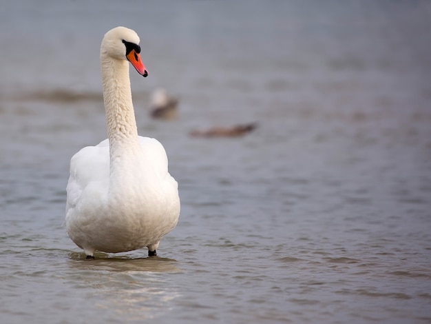 White swan in the sea