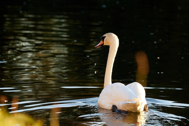 White swan swimming in a lake