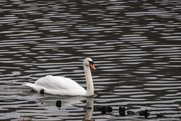 A white swan swimming in the lake