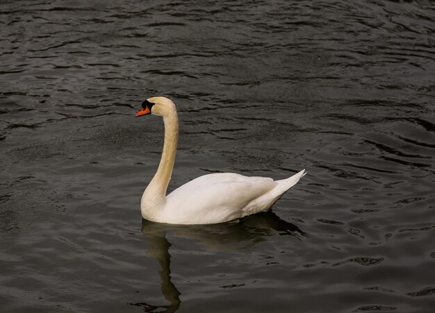 White swan swimming through the dark waters of a river in winter.