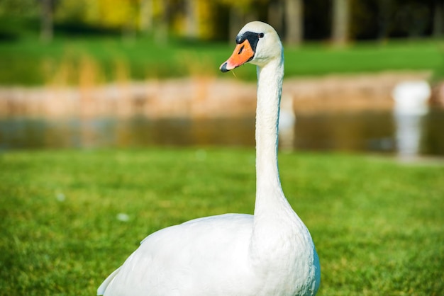 White swan walking on green grass near lake