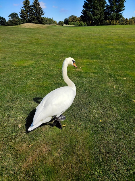 A white swan walks on the green grass against the background of the blue sky in the park