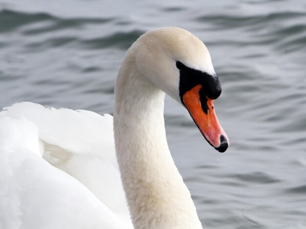 White swan in the water.