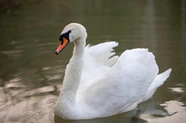 White swan in the wild A beautiful swan swims in the lake