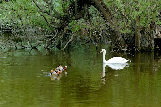 White swan and wild little ducks swimming in the lake