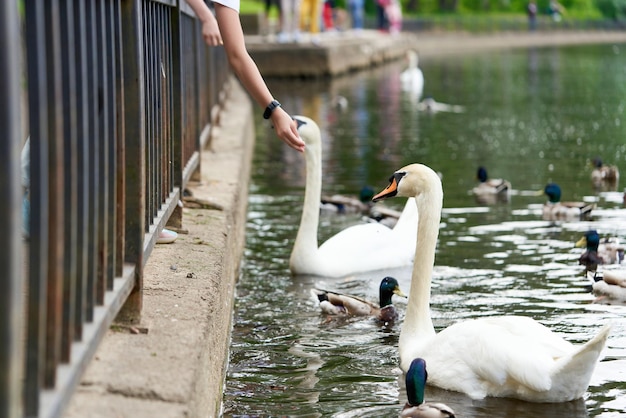 White swan with a long neck and a red beak eats food from hands