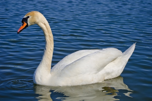 White swan