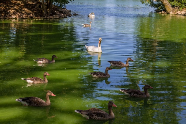 White swans and ducks swimming in the lake