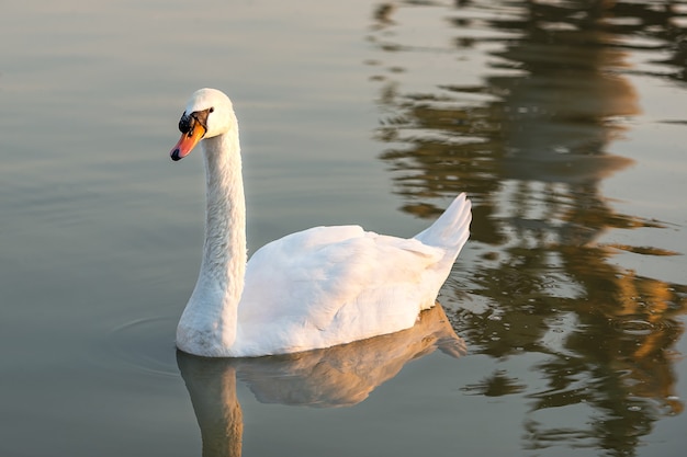 White swans facing each other