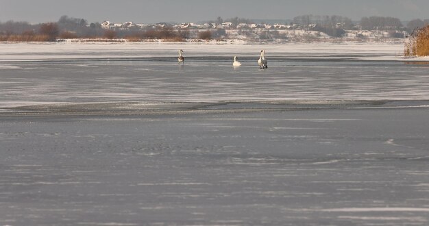 white swans on the lake in winter