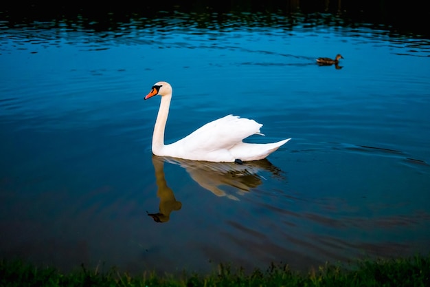 White swans in the lake with blue dark background on the sunset