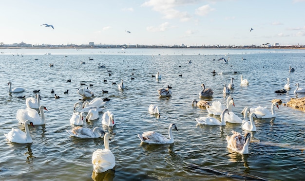 White swans on the lake