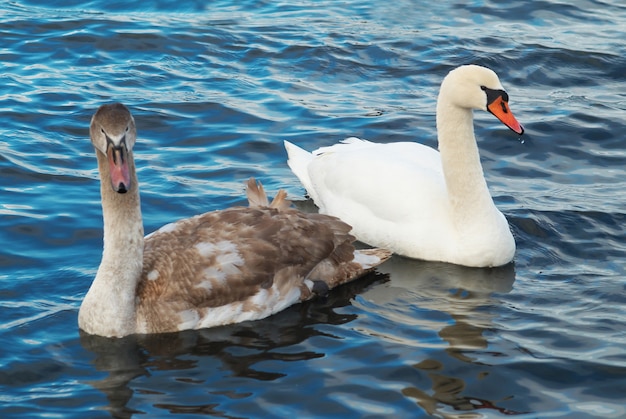 White swans on the water.