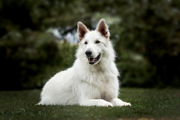 Photo white swiss shepherd, 3 years old, in park