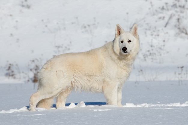 White Swiss Shepherd dog running on snow in winter time