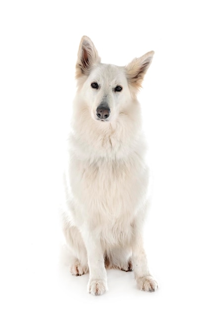 White Swiss Shepherd Dog