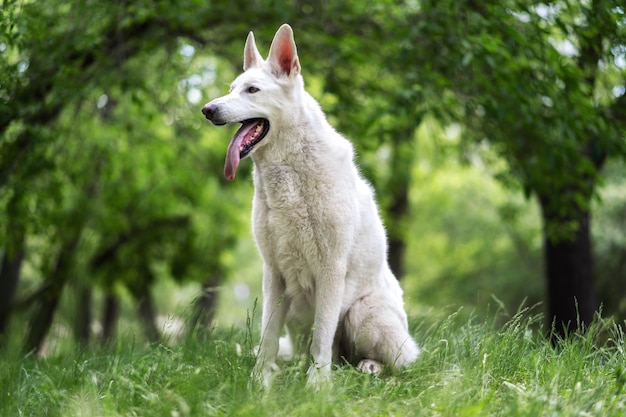 White Swiss Shepherd sits in meadow