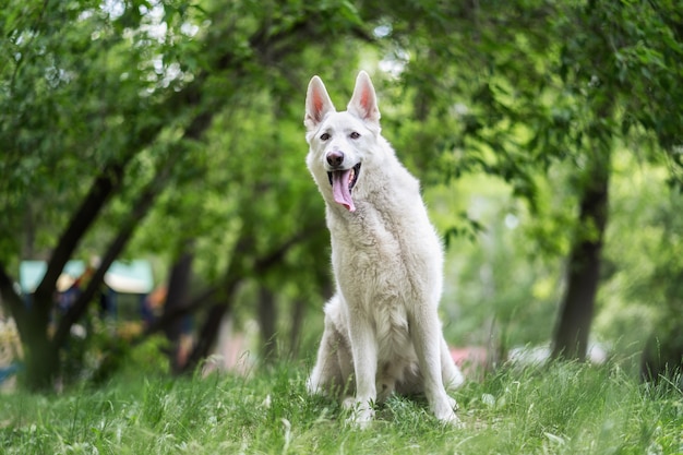 White Swiss Shepherd sits in meadow