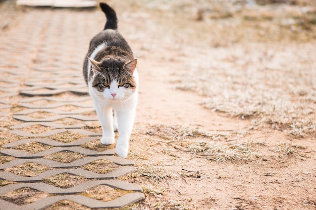 white tabby cat walking in nature Beautiful wild cat on frozen grass Tabby cat