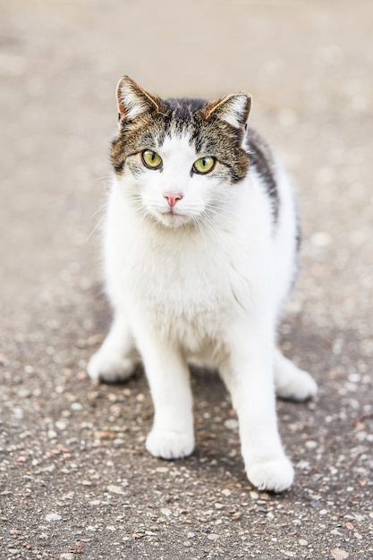 White tabby homeless cat sitting on the asphalt and looks at the camera