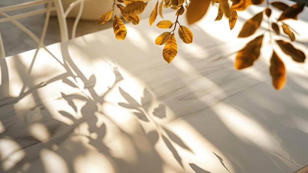 a white table with a bird39s eye view sunlight shining in and reflections of leaves clean and simple