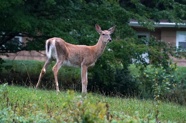 White tail deer portrait under the rain near the houses in new york state county countryside