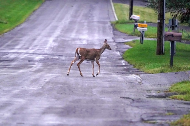 white tail deer on the road near the houses in new york state county countryside