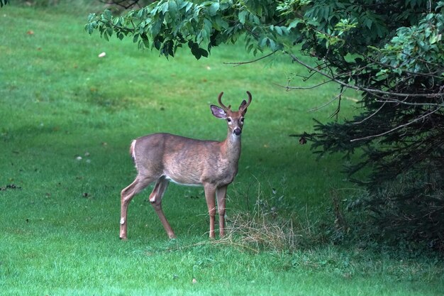 White tail deers near the houses in new york state county countryside