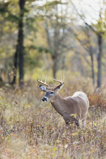 White tailed deer animal background