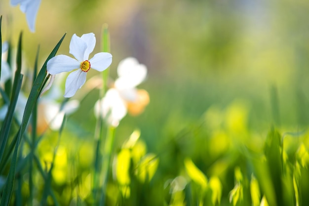 White tender narcissus flowers blooming in spring garden