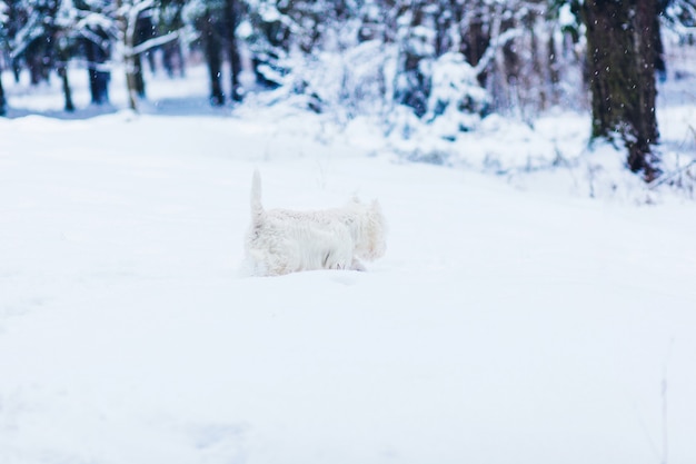 White terrier dog walking on snow in winter park