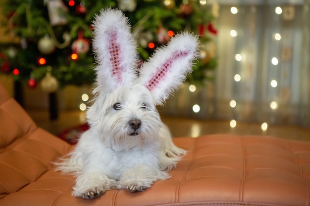 White terrier dog with rabbit ears at home on the background of a Christmas tree a new year rabbit