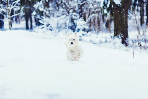 White Terrier runs through the snowy forest