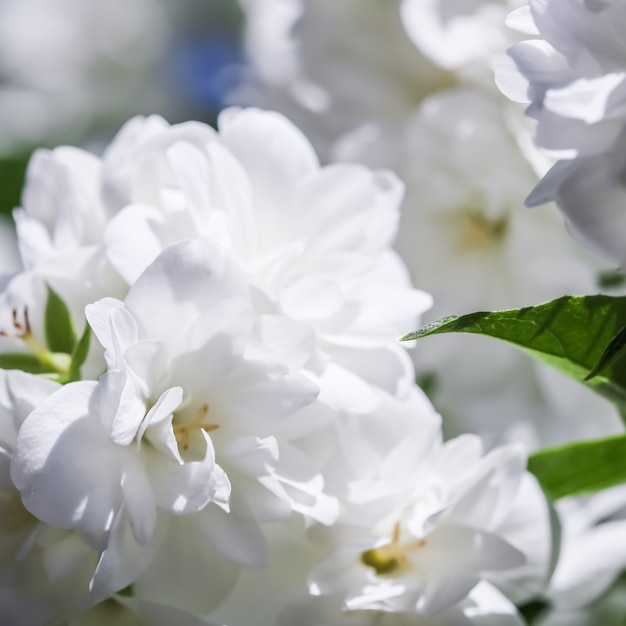 White terry jasmine flowers in the garden