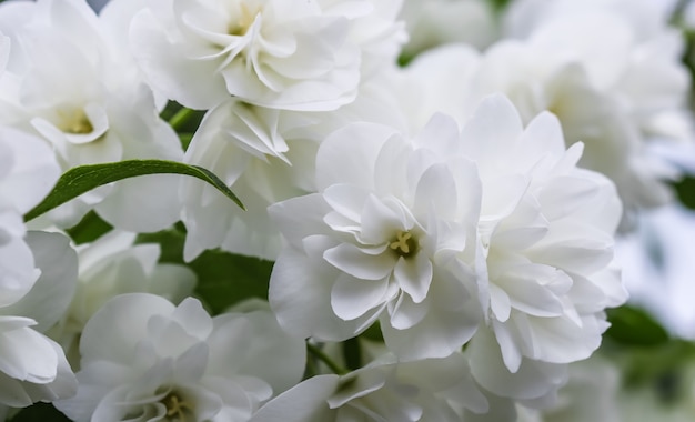 White terry jasmine flowers in the garden