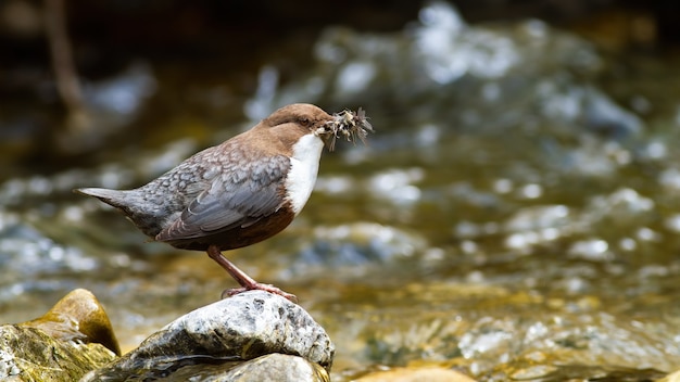 White-throated dipper holding insect in beak on rock