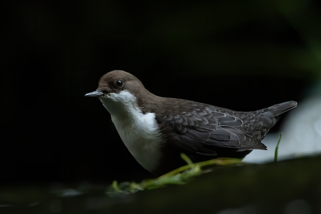 White-throated dipper standing in the water