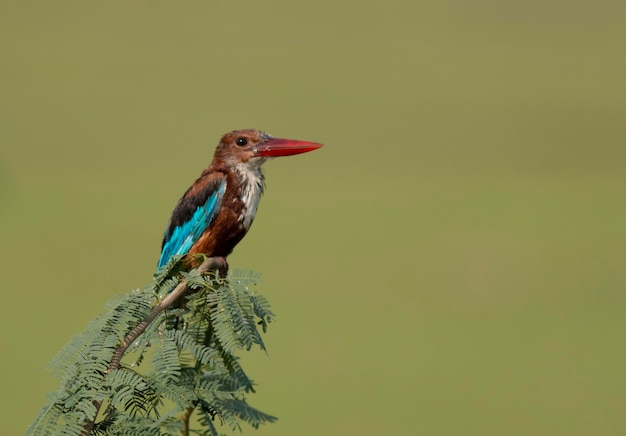 White throated King fisher