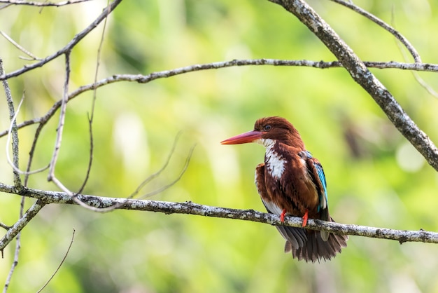 White throated kingfisher perched and looking