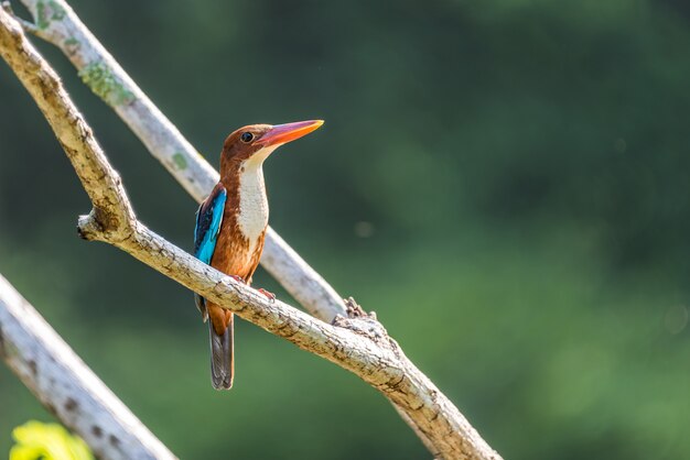 White throated kingfisher sitting on a branch