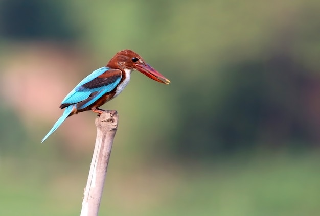 Photo white-throated kingfisher sitting on a pole