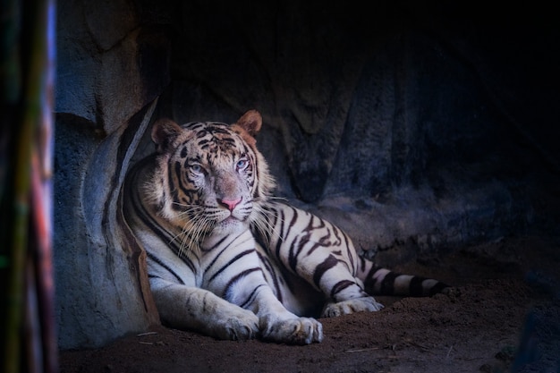 The white tiger is lying in the cave.