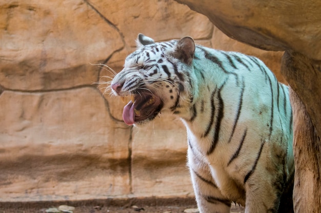  white tiger on nature . Wild Animals.