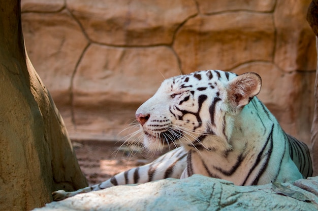  white tiger on nature . Wild Animals.