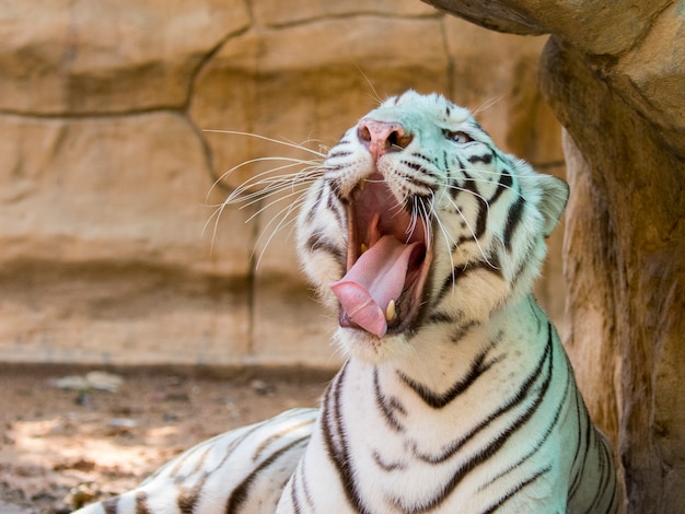  white tiger on nature . Wild Animals.